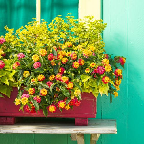 lantana in container