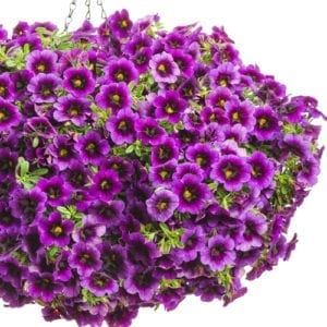 Superbells® Calibrachoa