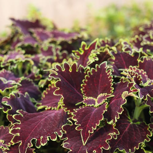 coleus