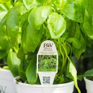 amazel basil