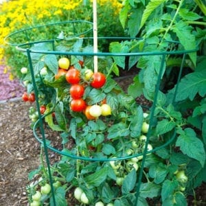 tomato plant