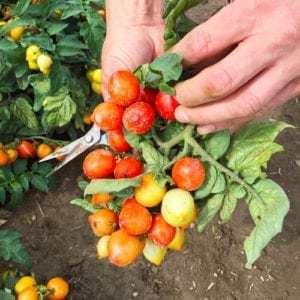 close up of tomatoes