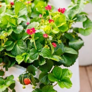 stawberry plant
