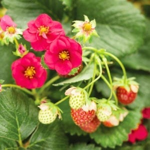strawberries and flowers