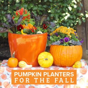 fall planters with pumpkins