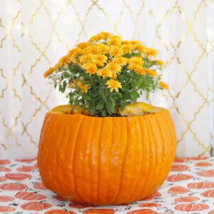 garden mums in pumpkin