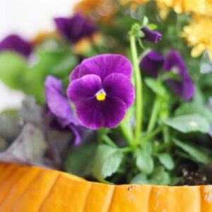 matrix pansy