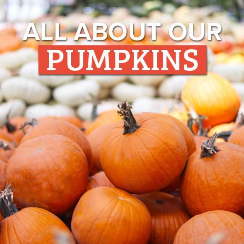 fall-pumpkins-at-calloways-nursery