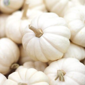 white pumpkin