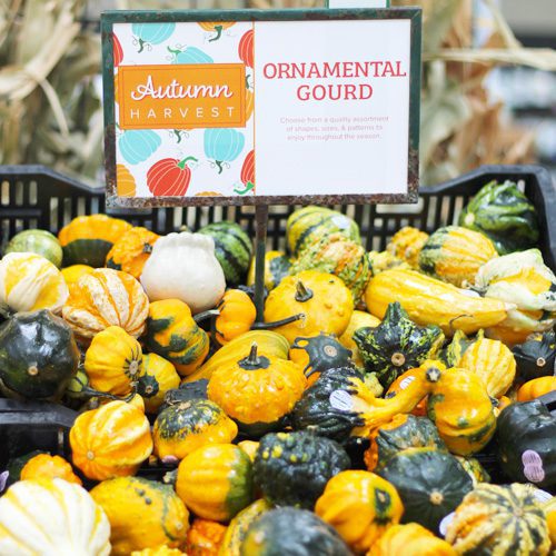 autumn-harvest-ornamental-gourds