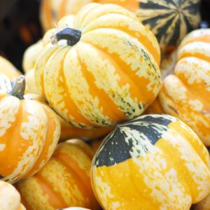 carnival squash