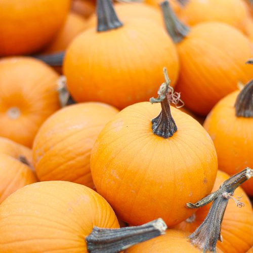 small-pie-pumpkins
