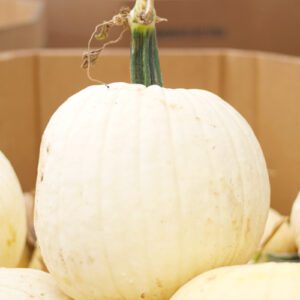 white pumpkin