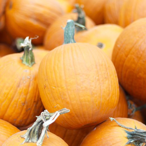 jack-o-lantern-pumpkins-calloway-cornelius