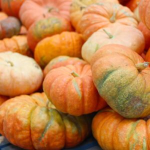 cinderella pumpkin