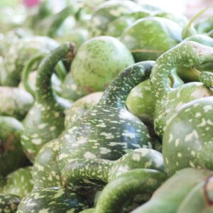 birdhouse gourd