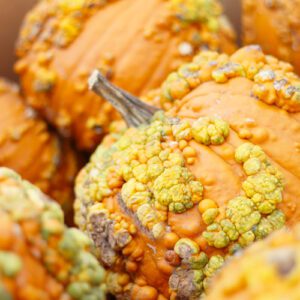 knucklehead pumpkin