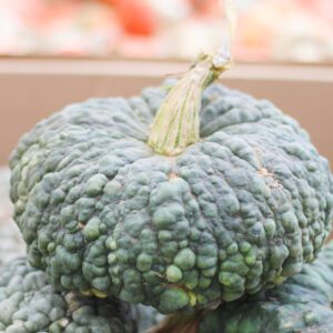 choga choga squash