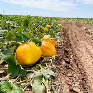 pumpkin farm