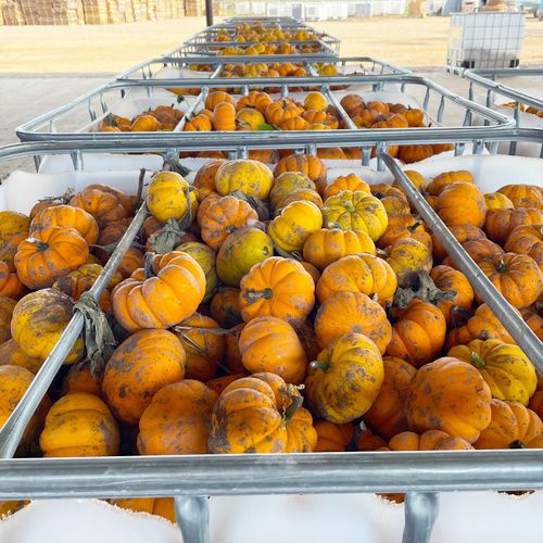 buckets-of-harvested-pumpkins