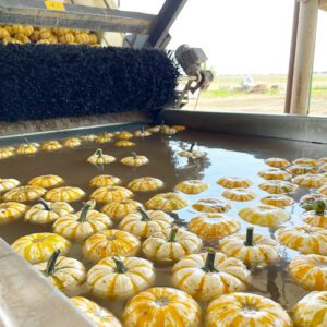 pumpkins getting washed