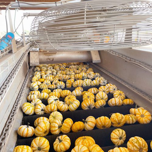 drying-harvested-pumpkins