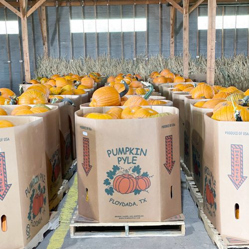 pumpkins-in-pallet-bins