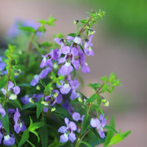 angelonia