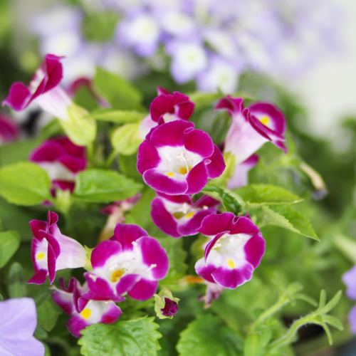 wishbone flower