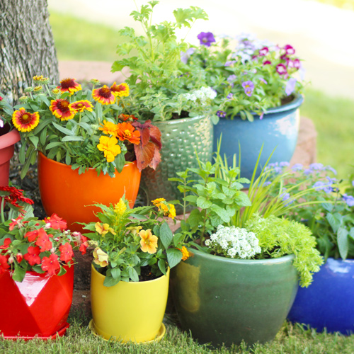 how to grow a rainbow