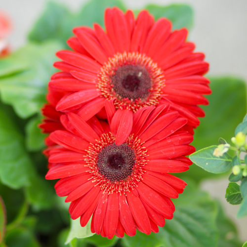 gerbera daisy
