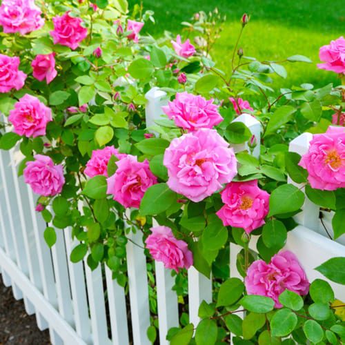 pink roses on fence