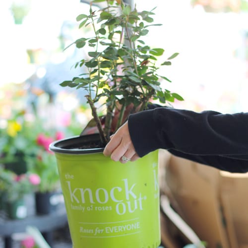 woman holding knock out roses