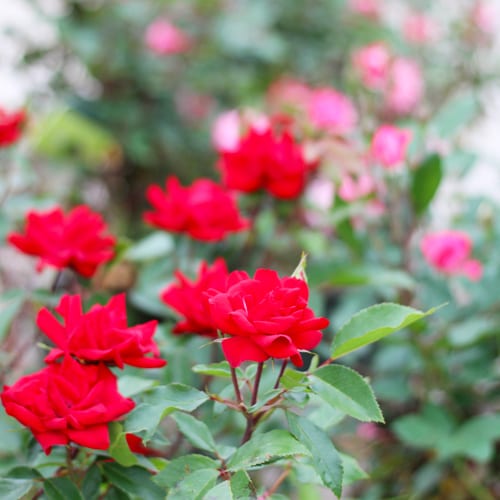 carpet roses