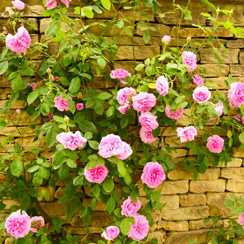 climbing roses