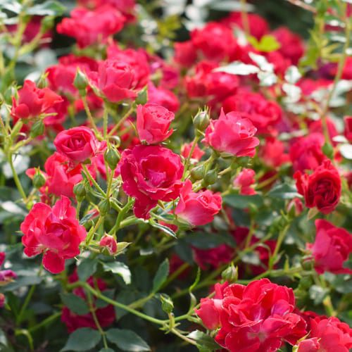 groundcover roses