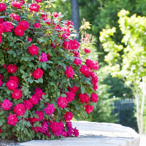 red knock out roses