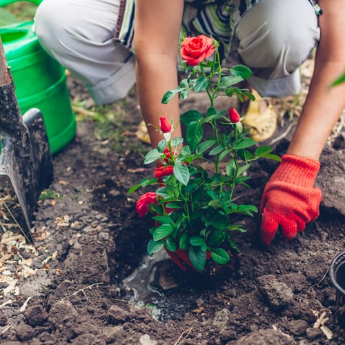 planting roses