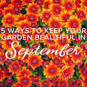 what to plant in september