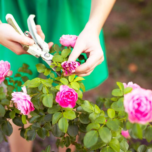 Woman Pruning Deadheading Blooms for September Gardening | Calloway's Nursery