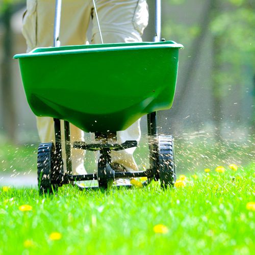 Person Spreading Weed Control Products for September Gardening | Calloway's Nursery