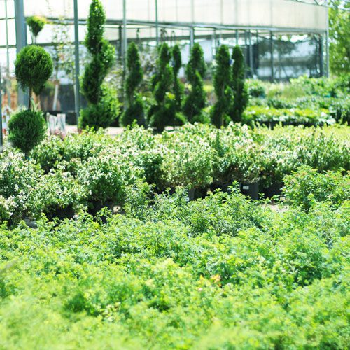 Assortment of Trees and Shrubs in September | Calloway's Nursery