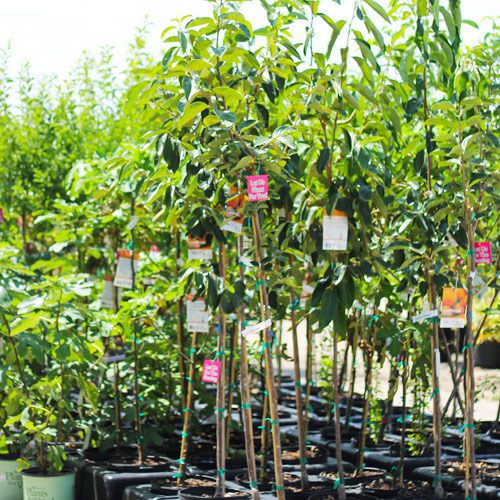 Calloway’s Premium Tree & Shrub Garden Soil for September Gardening | Calloway's Nursery