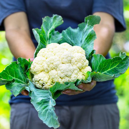 Person Holding Cauliflower Floret for September Gardening | Calloway's Nursery