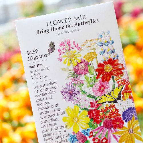 Wildflower Seeds Mix for September Gardening | Calloway's Nursery