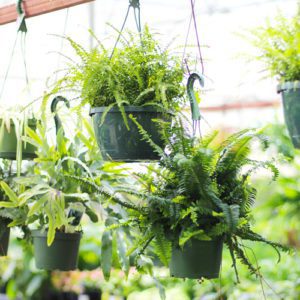 indoor plants