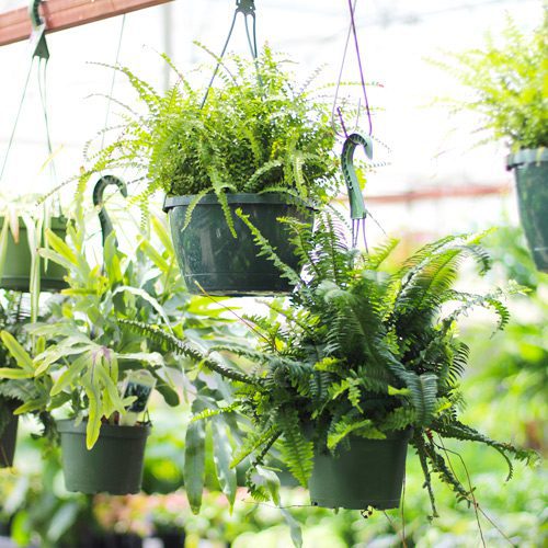 Green Hanging Indoor Plants for September Gardening | Calloway's Nursery
