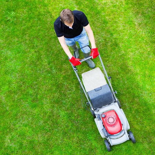 Man Mowing Lawn Using Red Lawnmower for September Gardening | Calloway's Nursery