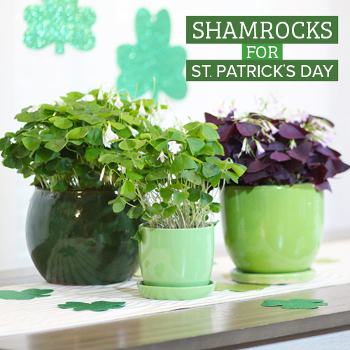 shamrock plants in pottery