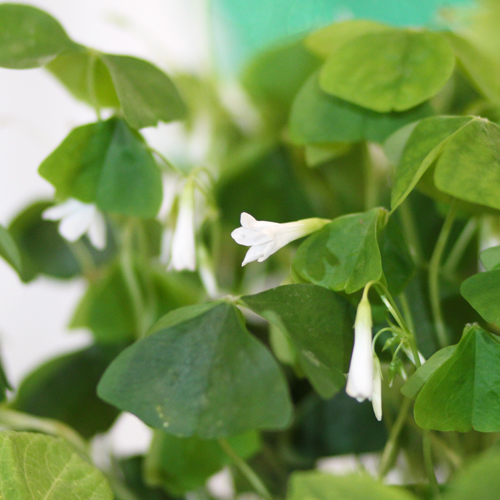 oxalis regnellii